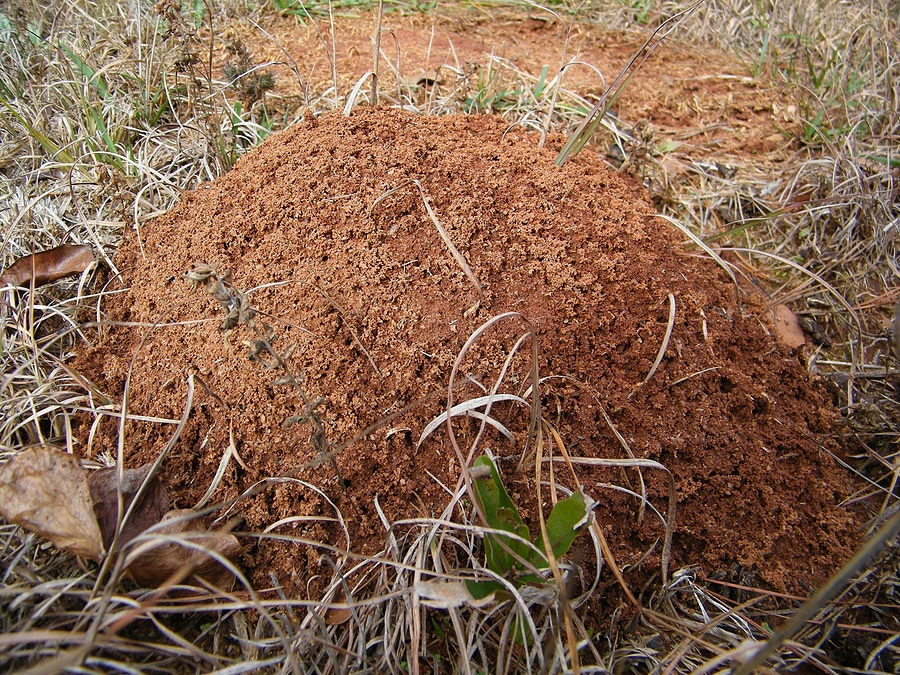 How to Handel a Fire Ant Colony