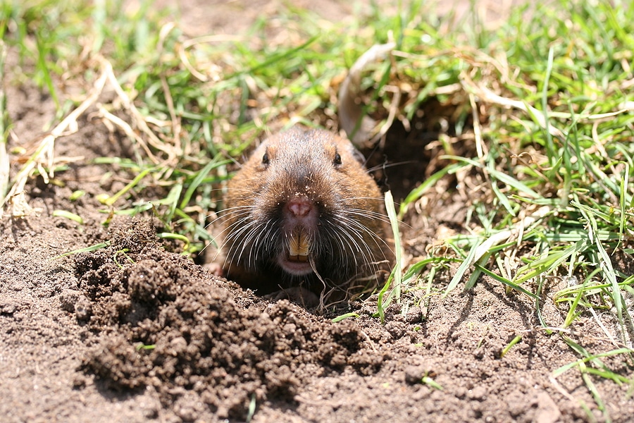 Seasonal Gopher Activity: When to Be on High Alert