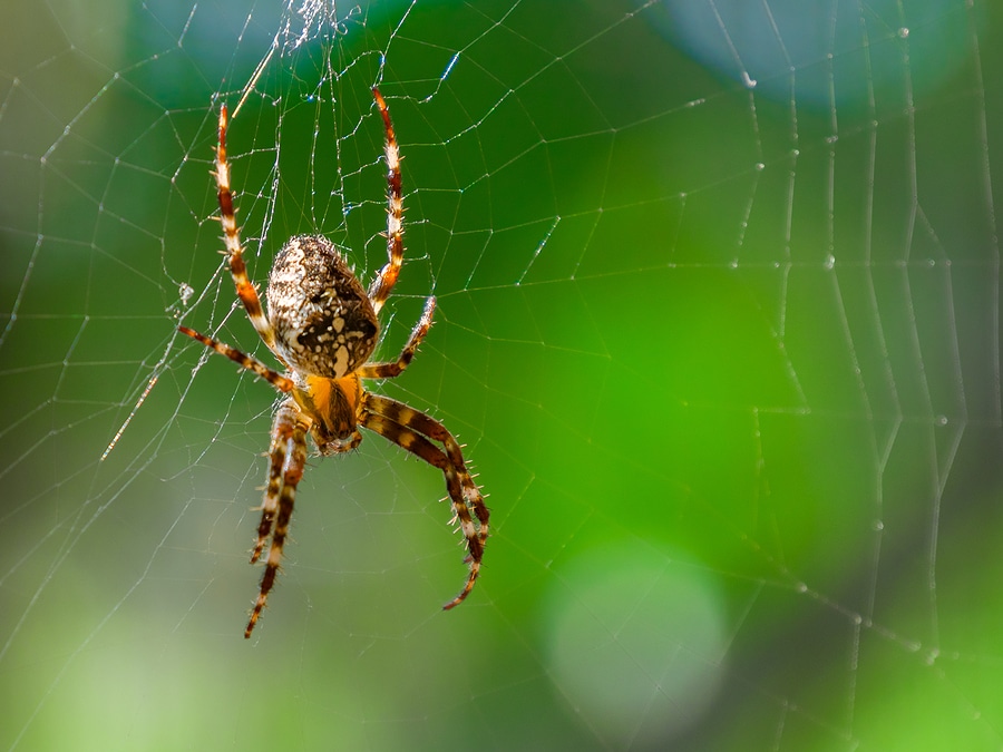 The Benefits of Spiders in Your Garden