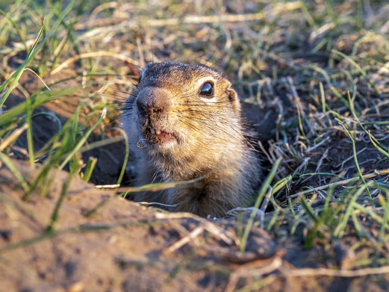 Why Gophers Are the Most Annoying Pests | Phoenix, AZ