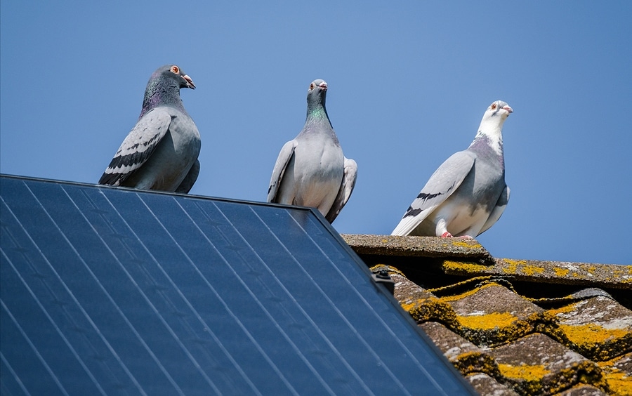 Why You Should Pigeon-Proof Your Solar Panels